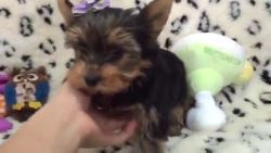 Beautiful Teacup Yorkie Pups for Sale
