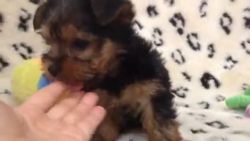 Excellent Yorkie Puppies Available for Free