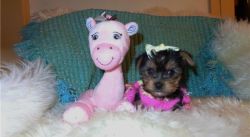 Well Trained Yorkie Puppies