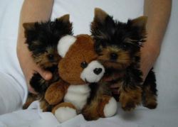 lovely teacup yorkie available for any petlover