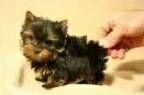 cute yorkie puppies ready to go
