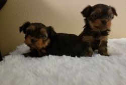 Happy and healthy Yorkshire Terrier Puppies