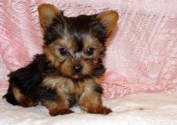 Beautiful small Yorkshire Terrier Puppies