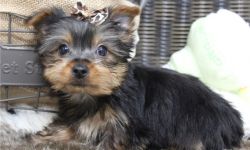 Adorable Yorkie Puppies For Adoption