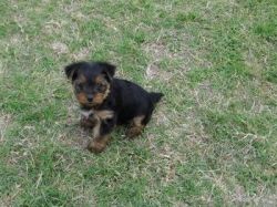 dfstb Yorkshire Terrier Puppies for Sale