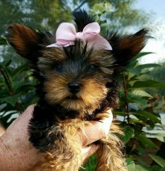 Gorgeous Tiny Yorkie Puppies For Adoption.SMS (xxx)xxx-xxxx