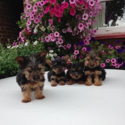 healthy loving little Yorkie Puppies