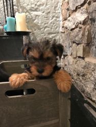 Adorable Yorkshire Terrier Puppy's
