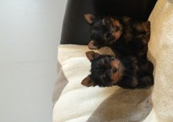 Male & Female Teacup Yorkie Pups For Sale