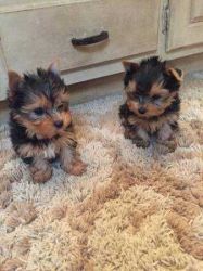 Well Trained Yorkies