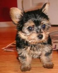 Very Social Yorkie Puppies for Adoption