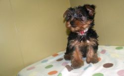 Tiny Yorkie Puppies For Sale