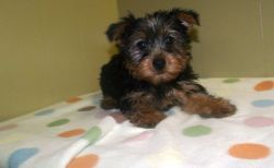 AKC Yorkie Puppies Available