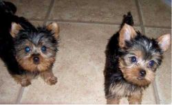 2 Pretty Yorkie Puppies