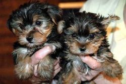 Magnificent Male and Female Yorkie puppies