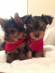 Adorable Tiny Yorkie Puppies Text:xxx-xxx-xxxx
