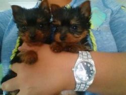 Two Stunning Yorkie Puppies for Adoption