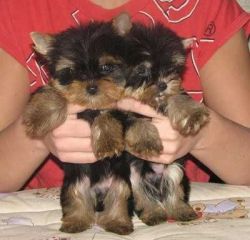 adorable AKC registered Yorkie pups