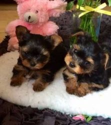 Lovely Male and Female Yorkie puppies