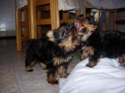 Tiny and Adorable Yorkie Puppies