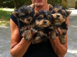 Yorkshire Terrier Pups Kennel Club Registered