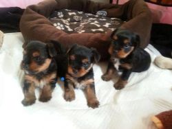 teacup yorkie puppies available