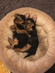 male and female T-Cup Yorkie puppies looking for a new home.