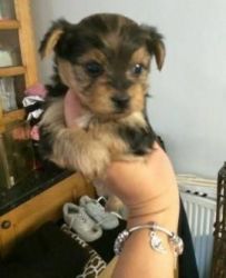 Pure breed Male and Female Teacup Yorkie Puppy For Sale