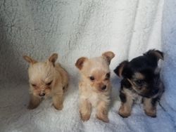 Akc re yorkshire Terriers