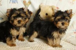 lovely teacup yorkie puppies ready to go