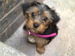 cute yorkie puppies need a good home