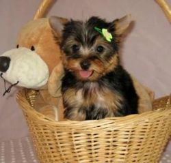 Charming Teacup Yorkie PupsFor Rehoming
