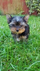 Pure-breed Tiny Yorkshire Terrier Puppy