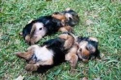 Our beautiful male and female Yorkie puppies are now ready