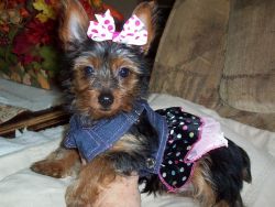 ADORABLE Miniature Yorkie Puppies -3 months old