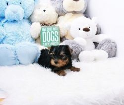 akc Teacup Male and Female Yorkie puppis for Sale