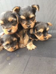 Stunning toy bred Yorkshire terrier puppies.