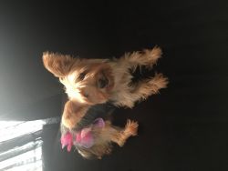 2 year old yorkie