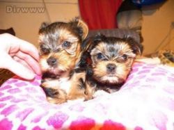 Cute AKC Yorkshire Terrier Puppy for Adoption