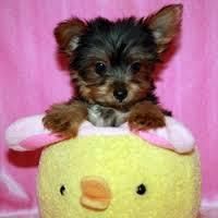Sweet Teacup tiny size Yorkie puppies