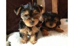 Lovely Yorkie puppies available