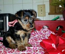 Affectionate Yorkie puppis For Adoption