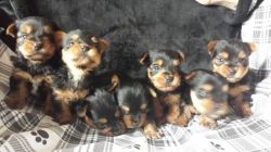 Yorkshire Terriers Lovely