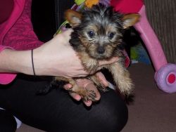 Miniature Yorshire Terrier Puppy