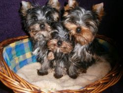 Toy Yorkshire Terrier Puppies