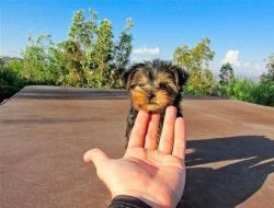 Cute and loving Yorkshire Terrier puppy for sale.
