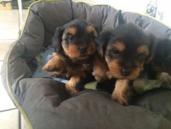 YORKSHIRE TERRIER PUPPIES AVAILABLE