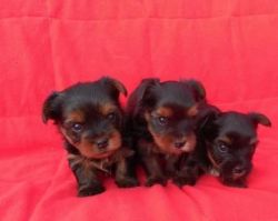 Gorgeous AKC Raised Teacup Yorkie Puppies