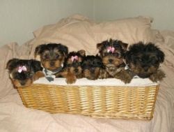 Adorable Yorkshire Terrier Teacups Available