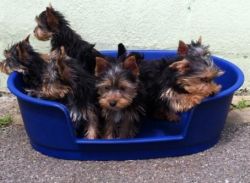 AKC Stunning Teacups Yorkshire Terrier Puppies